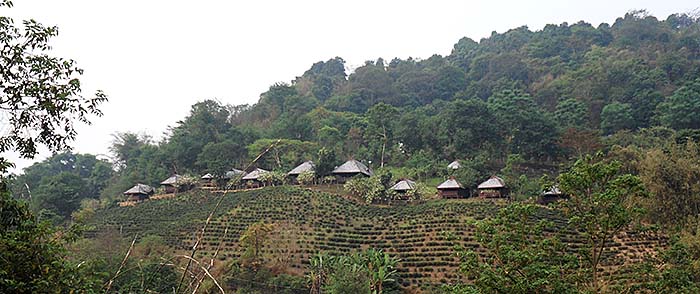 'A Tourist Resort with Bungalows inside a Tea Plantation at Mae Salong | Santikhiri' by Asienreisender